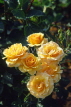 UK, Warwickshire, Stratford-Upon-Avon, Bancroft Gardens, yellow Roses, UK7386JPL