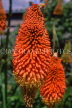 UK, Warwickshire, Stratford-Upon-Avon, Kniphofia flower, UK7425JPL