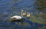 UK, Wiltshire, SALISBURY, Watermeadows, River Avon, swan and chicks, UK8177JPL