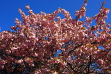 UK, Yorkshire, YORK, Museum Gardens, Spring blossom, UK3012JPL