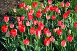 UK, Yorkshire, YORK, Museum Gardens, Tulips in bloom, UK3010JPL