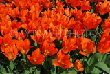 UK, Yorkshire, YORK, Museum Gardens, Tulips in bloom, UK3238JPL