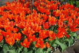 UK, Yorkshire, YORK, Museum Gardens, Tulips in bloom, UK3239JPL