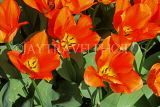 UK, Yorkshire, YORK, Museum Gardens, Tulips in bloom, UK3240JPL