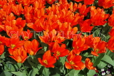 UK, Yorkshire, YORK, Museum Gardens, Tulips in bloom, UK3241JPL