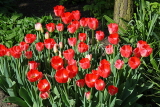 UK, Yorkshire, YORK, Museum Gardens, Tulips in bloom, UK3245JPL
