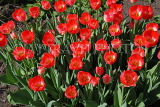 UK, Yorkshire, YORK, Museum Gardens, Tulips in bloom, UK3246JPL