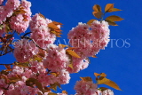 UK, Yorkshire, YORK, Spring Blossom against blue sky, UK9947JPL