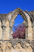 UK, Yorkshire, YORK, St Mary's Abbey ruins, UK2562JPL