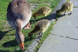UK, Yorkshire, YORK, riverside, Goose and goslings, UK9938JPL