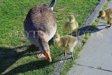 UK, Yorkshire, YORK, riverside, Goose and goslings, UK9939JPL