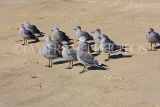 USA, California, Malibu, Zuma beach, Seagulls, US4955JPL