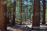 USA, California, Mt San Jacinto State Park, woodland scenery, US4946JPL