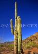 USA, California, National Monument, Cactus tree, US296JPL
