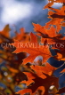 USA, California, Yosemite National Park, Maple leaves, autumn, US278JPL