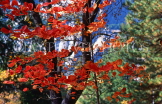 USA, California, Yosemite National Park, autumn foliage, US277JPL