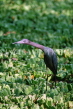 USA, Florida, Corkscrew Swamp, Little Blue Heron, US2774JPL