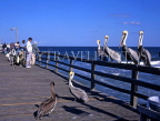 USA, Florida, Daytona, Flaggler Beach, Brown Pelicans at fishing pier, FLO204JPL