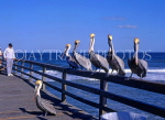 USA, Florida, Daytona, Flaggler Beach, Brown Pelicans at fishing pier, US3488JPL