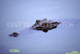 USA, Florida, Everglades, Alligator, head above water, US2778JPL