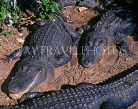 USA, Florida, Everglades, Alligators, US3451JPL