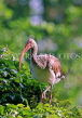 USA, Florida, Everglades, White Ibis, US2775JPL