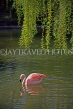 USA, Florida, Flamingo in lake, US4058JPL