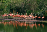USA, Florida, MIAMI, Miami Metro Zoo, Pink Flamingos, FLO225JPL