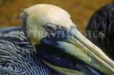 USA, Florida, Pelican, closeup, US4059JPL