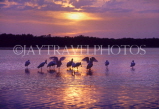 USA, Florida, Sanibel, sunset and Spoonbils in Ding Darling Reserve, US2272JPL
