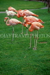 USA, Florida, Sarasota Jungle Gardens, Flamingos, US4057JPL