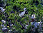 USA, Florida, St Augustine, Egrets nesting on tree, FLO219JPL
