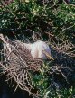 USA, Florida, St Augustine, Great Egret, nesting, US4054JPL