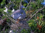 USA, Florida, St Augustine, Little Blue Heron on tree nest, US40563JPL