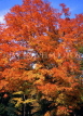 USA, New England, NEW HAMPSHIRE, autumn foliage, US3464JPL