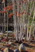 USA, New England, NEW HAMPSHIRE, mountain scenery, birch trees, US4372JPL