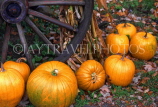 USA, New England, VERMONT, Rutland, Pumpkins for sale (during fall), US2756JPL