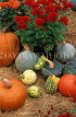 USA, New England, VERMONT, Stowe, Pumpkins & Squashes at country farm, US2758JPL