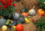 USA, New England, VERMONT, Stowe, Pumpkins & Squashes at country farm, US2759JPL