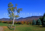 USA, New England, VERMONT, Stowe, Silver Birch tree, US2752JPL