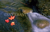 USA, New England, VERMONT, Sugar Maple leaves, by stream, US2755JPL