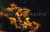 USA, New England, VERMONT, autumn leaves, US233JPL