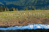 USA, Washington, Olympic National Park, scenery and deer, US42579JPL