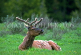 USA, Wyoming, YELLOWSTONE NATIONAL PARK, Elk resting, US2705JPL