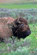 USA, Wyoming, YELLOWSTONE NATIONAL PARK, Hayden Valley, Bison, close-up, US2706JPL