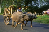 VIETNAM, Tay Ninh, buffalo drawn cart, VT382JPL