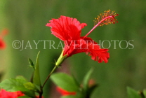 VIRGIN ISLANDS (British), Virgin Gorda, red Hibiscus flower, BVI1193JPL