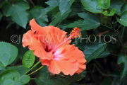 Vietnam, HANOI, Botanical Garden, flora, orange Hibiscus flower, VT1675JPL