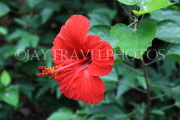 Vietnam, HANOI, Botanical Garden, flora, red Hibiscus flower, VT1674JPL