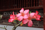 Vietnam, HANOI, Temple of Literature, courtyard, Frangipani (Plumeria) flowers, VT852JPL